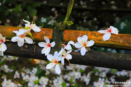 繽紛五月雪住宿優惠專案開始囉!!
