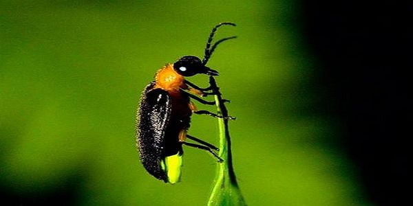 夏之戀火金姑(賞螢)