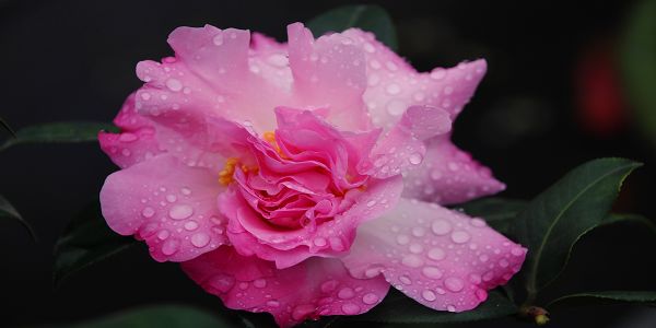 2020年新春活動新竹縣花茶花展覽預告